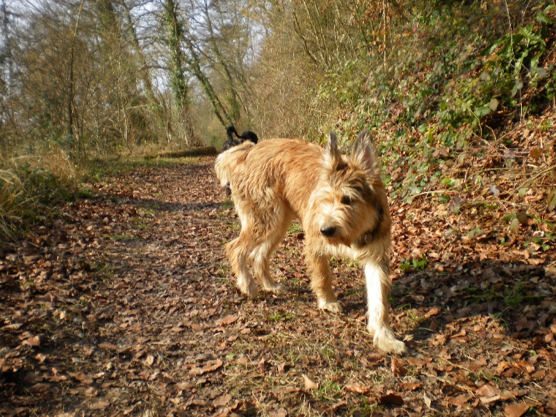 Helwen Des Compagnons D'artmazia